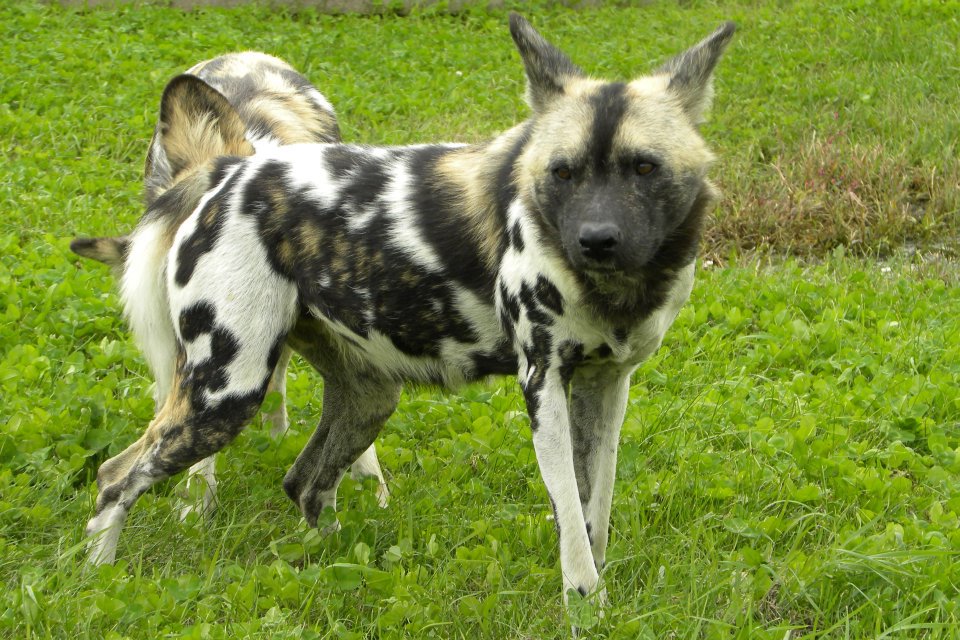 African Wild Dog Images