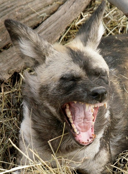 African Wild Dogs Attack