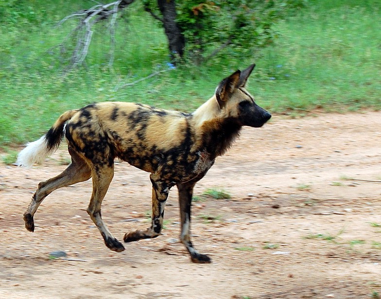 African Wild Dogs Endangered