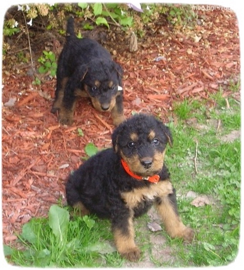 Airedale Terrier Puppies Uk