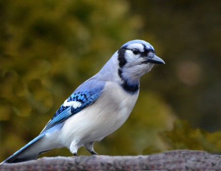 All About Birds Blue Jay
