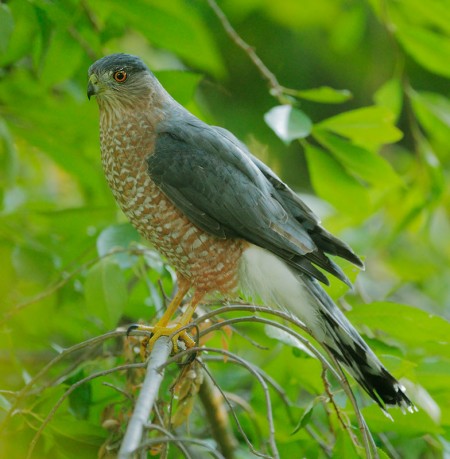 All About Birds Cooper's Hawk