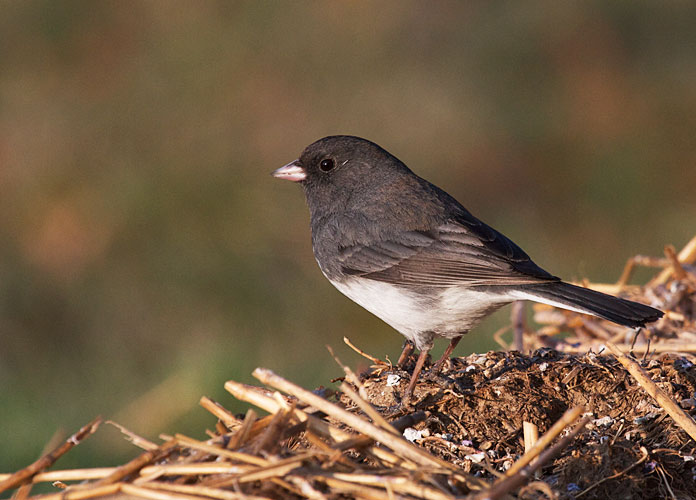 All About Birds Junco