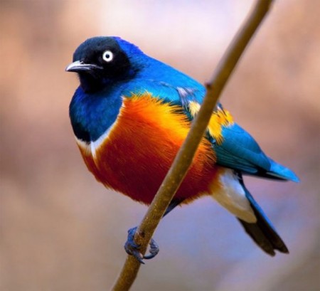 Amazing Facts About Birds With Pictures