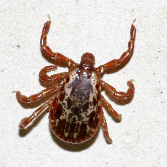 American Dog Tick Pictures