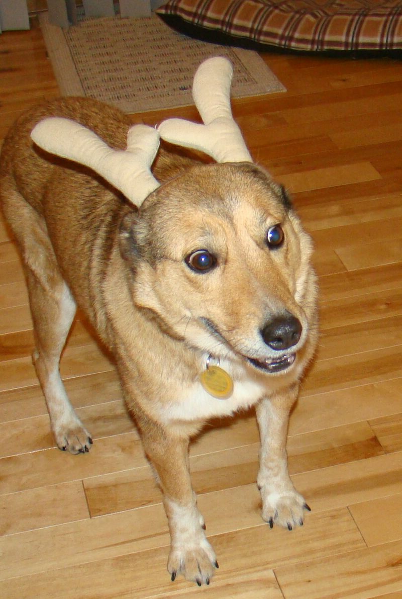 Antlers For Dogs Safe
