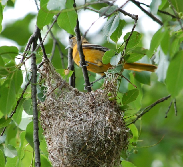 Baltimore oriole bird nest