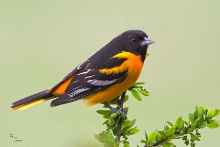 Baltimore Oriole Bird Pictures