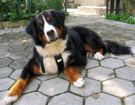 Bernese Mountain Dog Full Grown