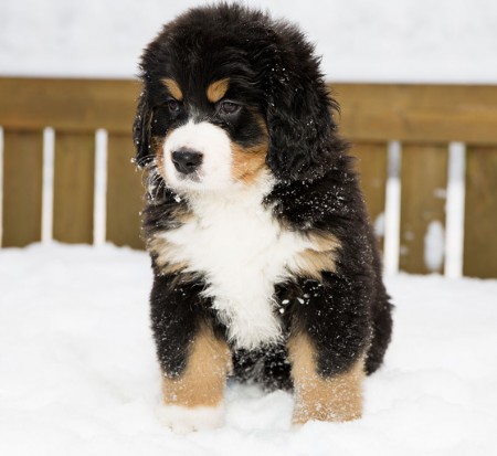 Bernese Mountain Dog Puppies In Snow