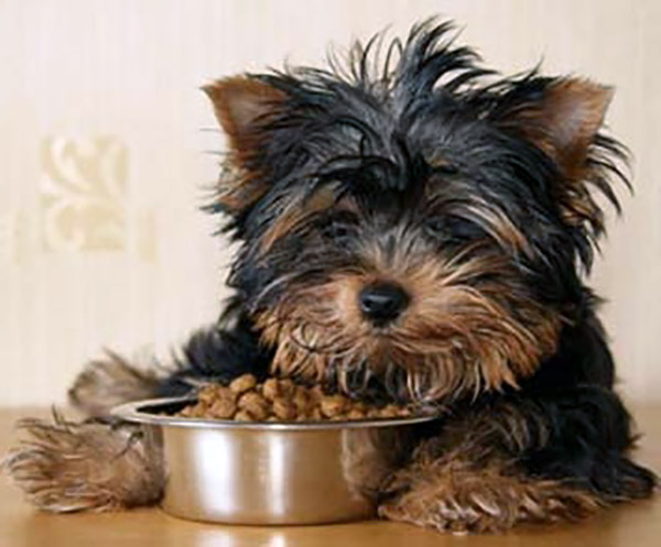 Best Dog Food For Puppies