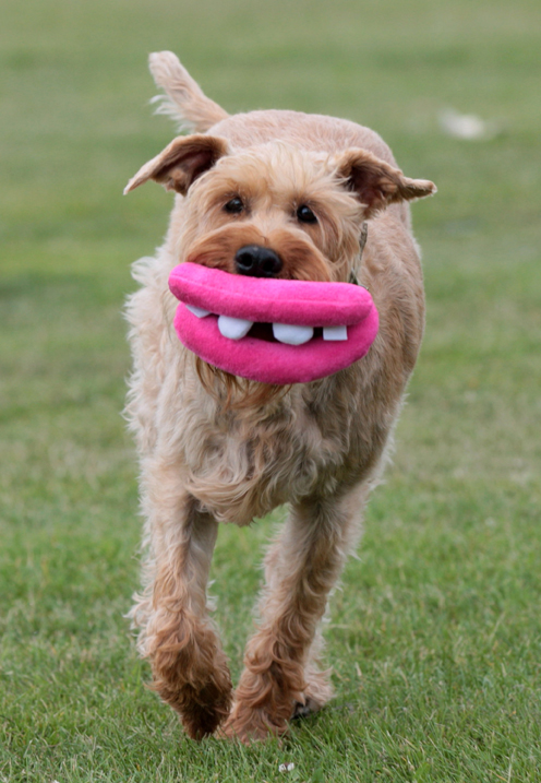 Dog Lips Toy That Brings A Goofy Smile To Your Dog