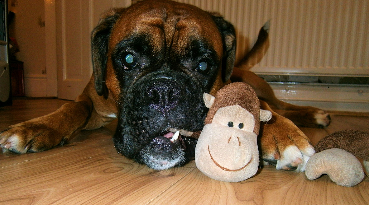 Best Dog Toys For Boxers