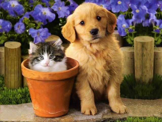 Best Dogs For Kids And Cats