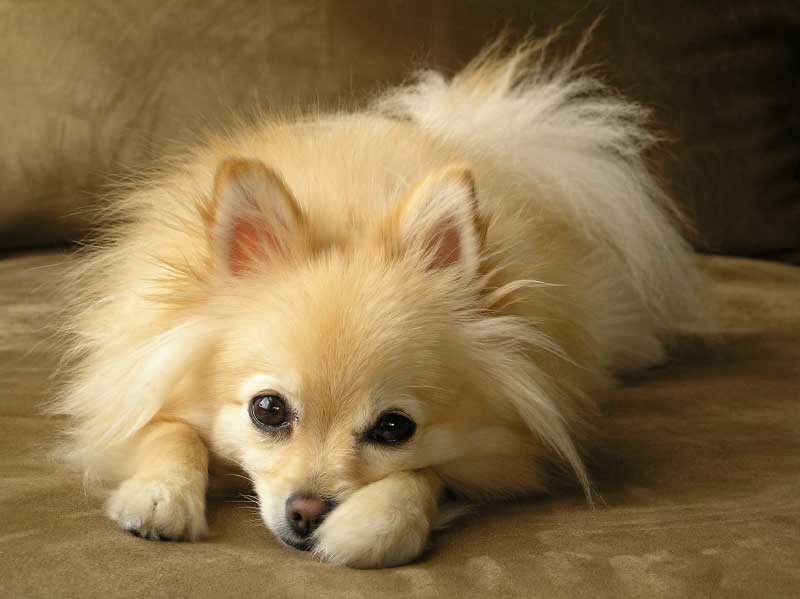 Best Dogs For Kids Small Breed