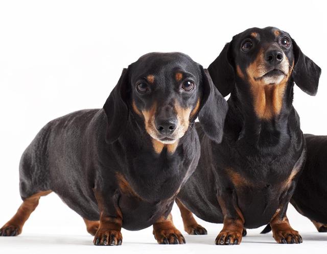 Best Dogs To Own For Men