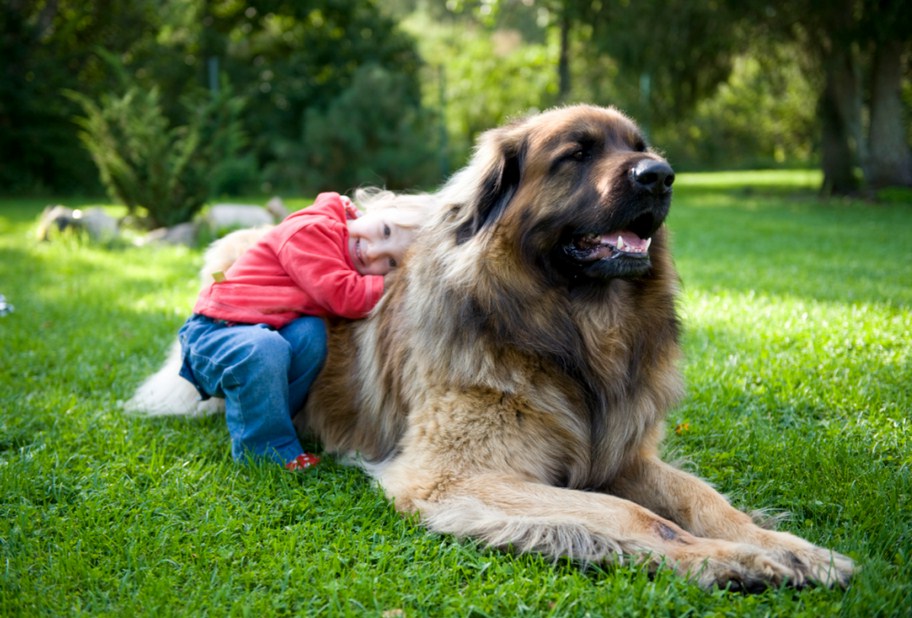 Best Dogs To Own With Kids