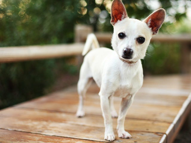 Best Small Dogs For Men