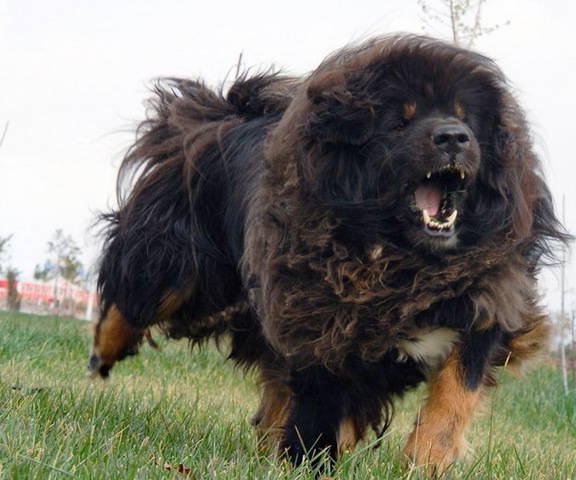 Big Russian Dog Breeds