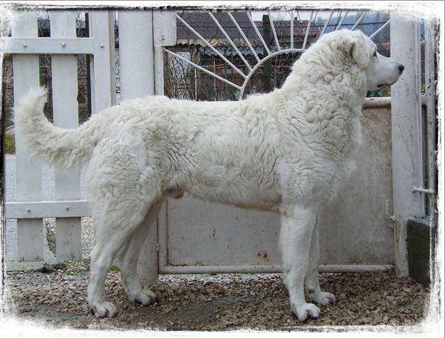 Biggest Dog Breeds In The World
