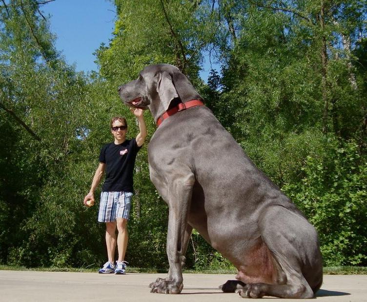 Biggest Dog Breeds Pictures