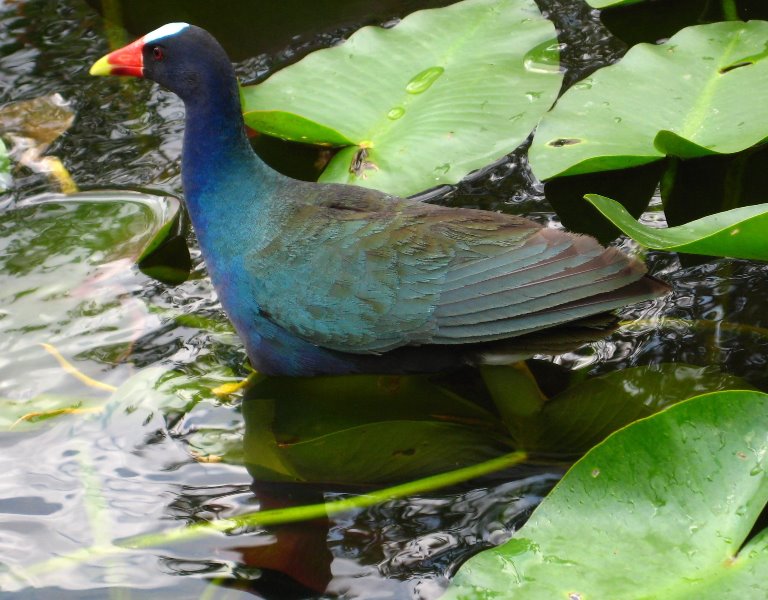 Birds Of Florida Everglades