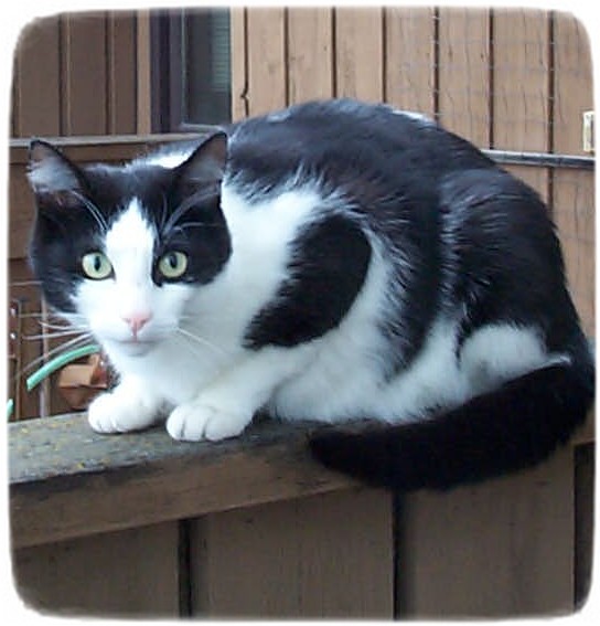 Black And White Cat Images