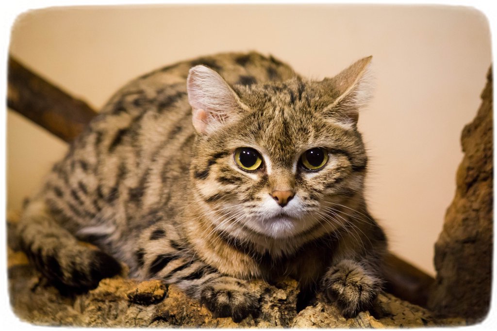 Black Footed Cat Africa