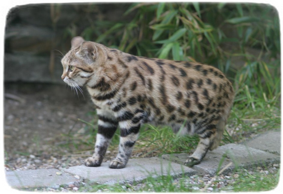 Black Footed Cat Hunting