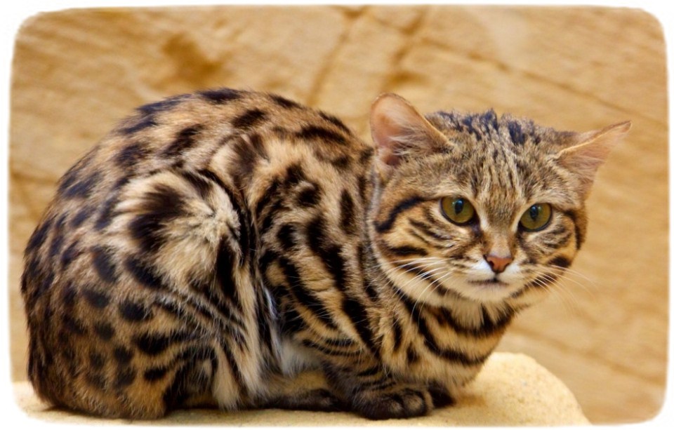 Black Footed Cat Kittens