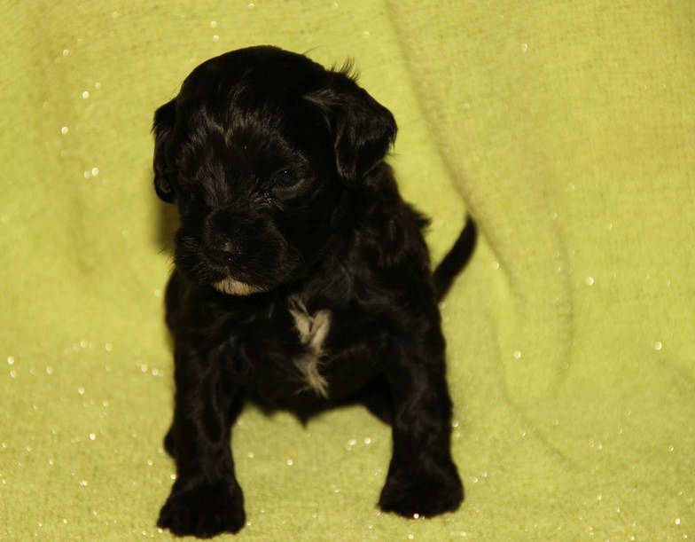 Black Portuguese Water Dog Puppies