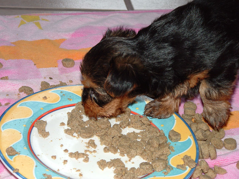 Blue Dog Food For Puppies
