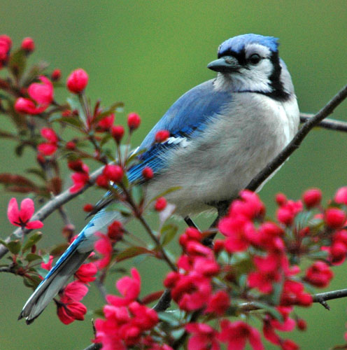 Blue Jay Bird Pictures