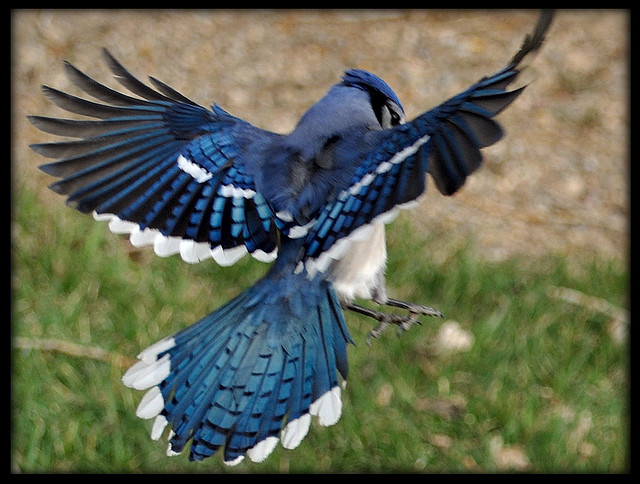 Blue Jays Birds In Flight
