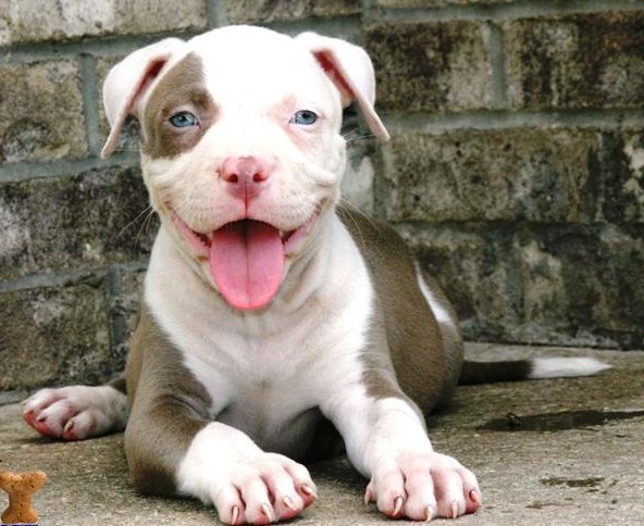 Blue Nose Pitbull Puppies With Green Eyes