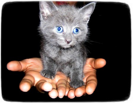 Blue Russian Cat With Blue Eyes
