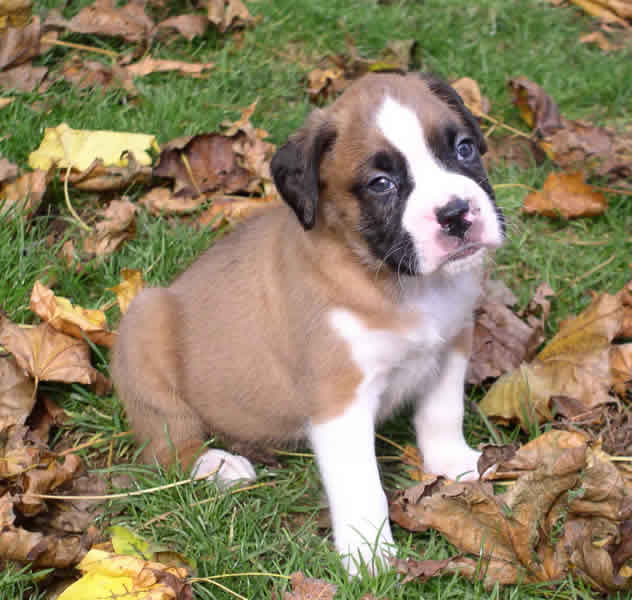Boxer Dog Breed Puppies