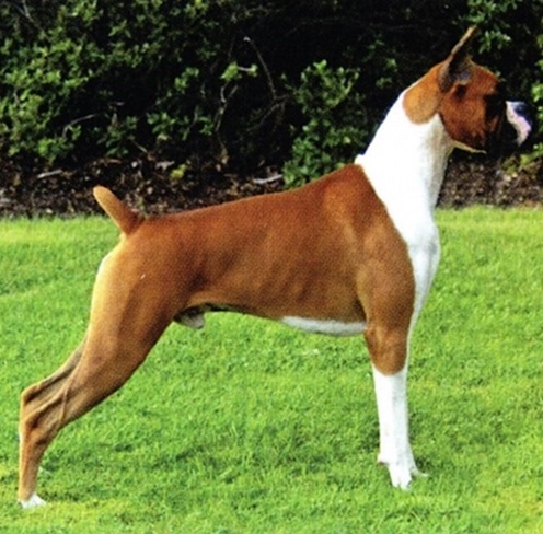 Boxer Dog Breed Standard