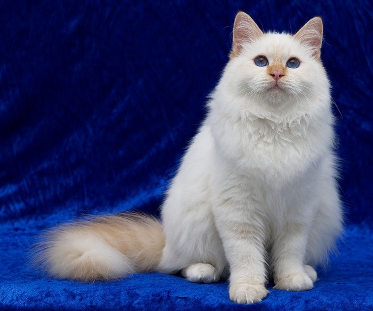 Breeds Of Cats Uk
