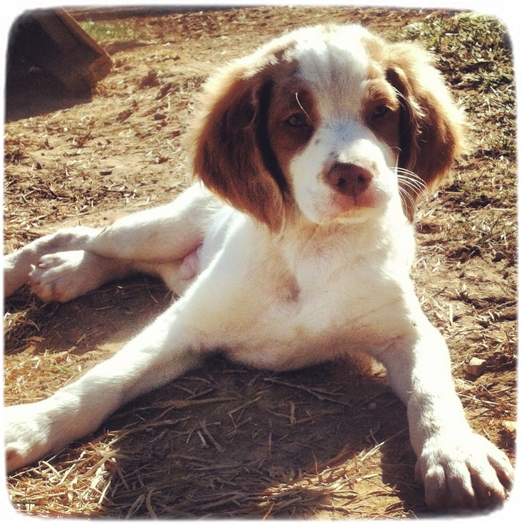 Brittany Spaniel Puppies Pictures