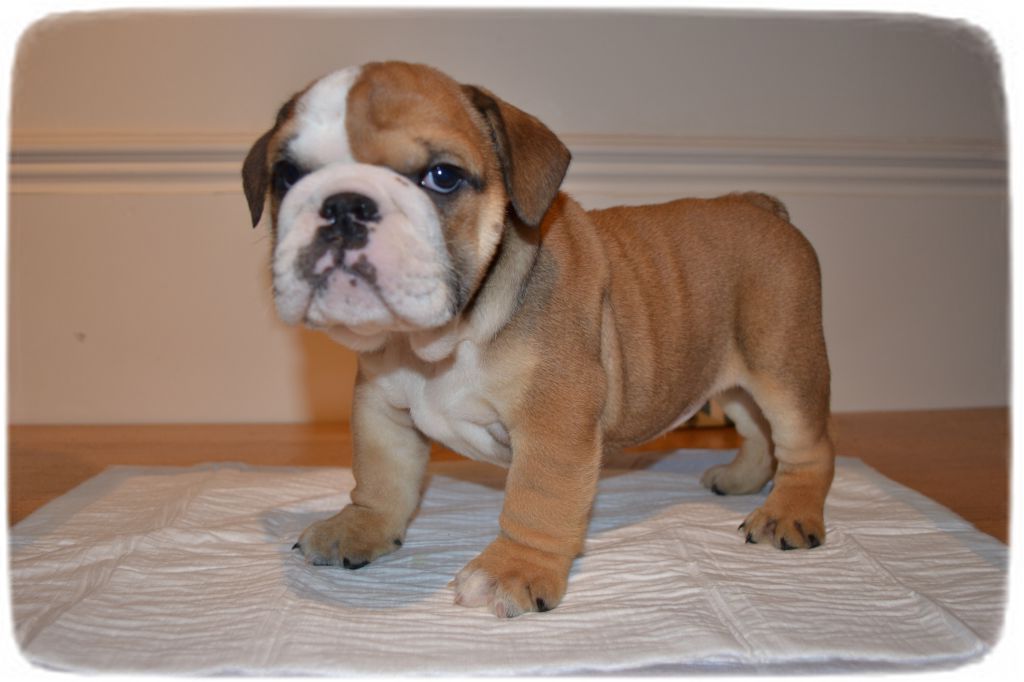 Bull Dog Puppies Images