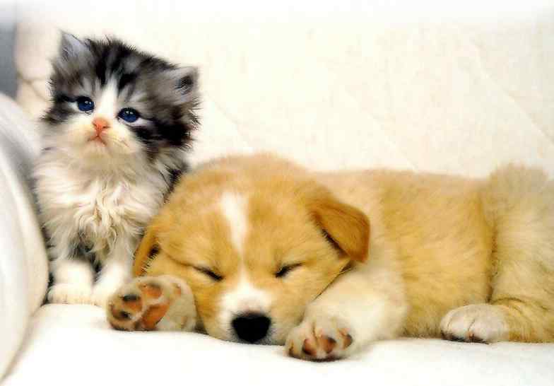 Cat And Dog Love