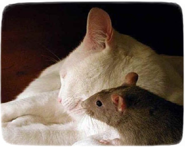 Cat And Mouse Love
