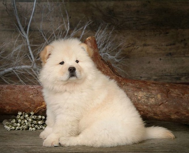 Chow Chow Dogs Pictures