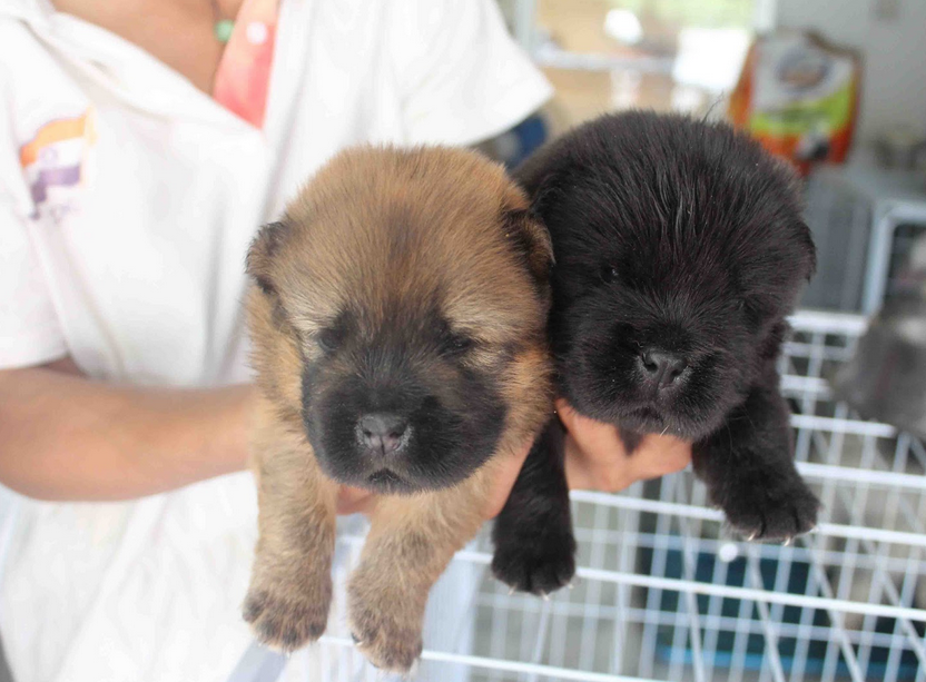 Chow Chow Puppies Black