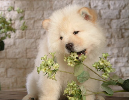 Chow Chow Puppies Pictures