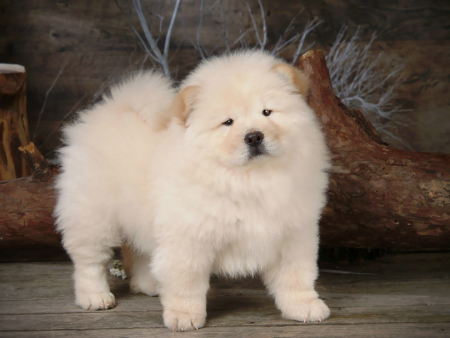 Chow Chow Puppies Wallpaper