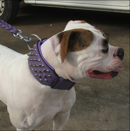 Cool Dog Collars For Big Dogs
