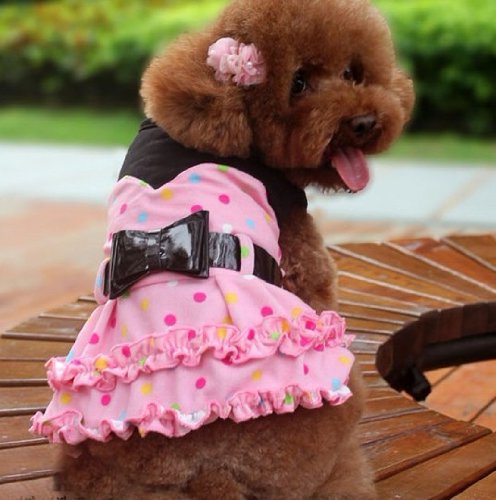 Cute Clothes For Dogs