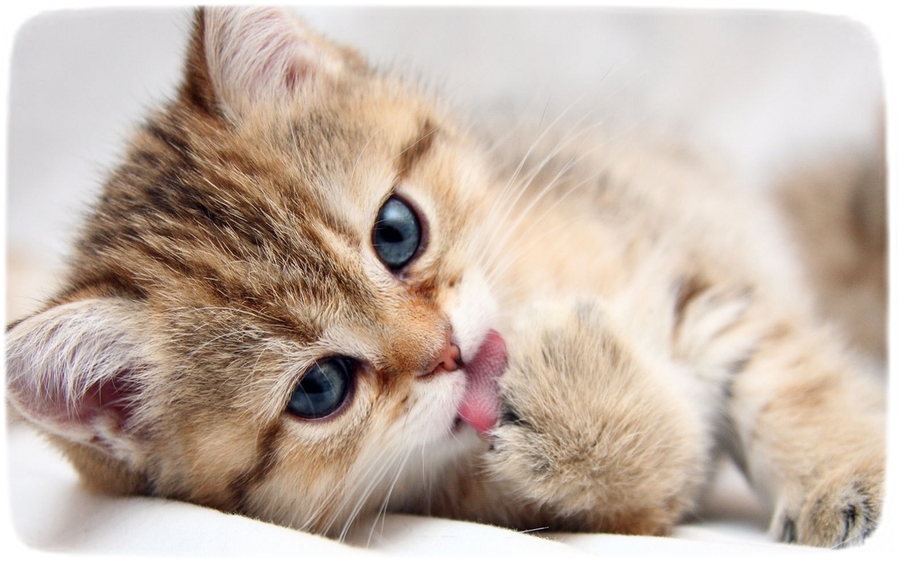 Cutest Cat Breeds Pictures